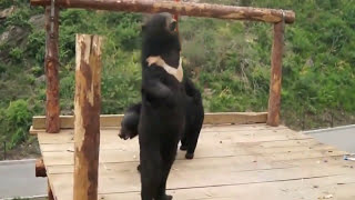 ОЧЕНЬ СМЕШНОЕ Танцующие медведи! Это нужно видеть Прикольное видео