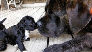 Trouble's YorkiPoo puppies Playing with my Mastiff Puppy - SO FUNNY!!!