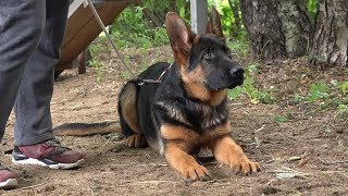 ДТ-74. Знакомьтесь, щенок немецкой овчарки Тор.