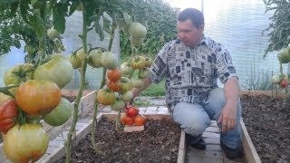 Шунтукский  великан