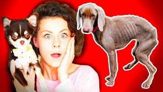 СКОЛЬКО СОБАКА МОЖЕТ ЖИТЬ БЕЗ ЕДЫ? ТОП 5 НЕОБЫЧНЫХ ФАКТОВ О СОБАКАХ, КОШКАХ и ЕДЕ!