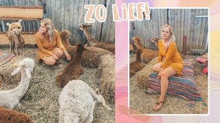 Tussen de ALPACA'S ? & huilen door reacties | Weekvlog #51 REBECCA DENISE