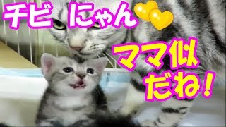 チビにゃんは「ママ似だね！」遺伝子が凄すぎる！そっくりすぎる親子猫❤(^^♪Animation of my cute kittens.