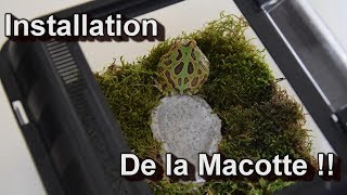 Installation de ma Ceratophrys