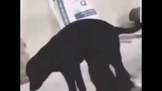 СОБАКА ПАНИНА