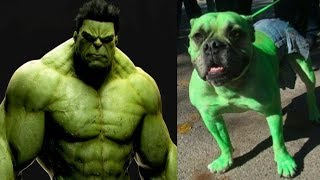 SuperHeroes In Real Life As Cat And Dogs #pets