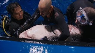 Collecting Semen From a Shark | Tanked