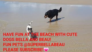 HAVE FUN AT THE BEACH WITH CUTE DOGS BELLA AND BEAU!??