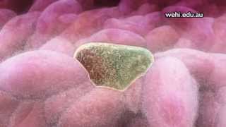 Apoptosis (Апоптоз) rus