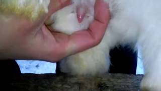 Как определить пол кролика.