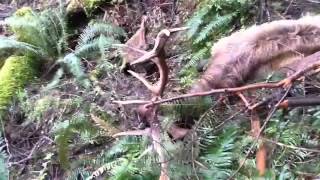 rescued a 6x6 bull elk