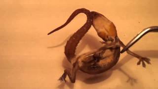 Gecko Used as Fishing Bait - DIY Fishing - Mồi Câu Cá That Lat - Nàng Hai