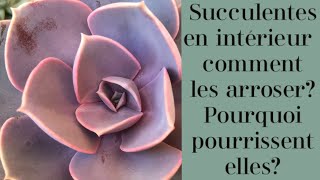 COMMENT ARROSER SES PLANTES SUCCULENTES EN INTÉRIEUR? POURQUOI POURRISSENT T-ELLES?