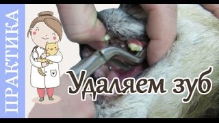 Удаление зубного камня у собак.