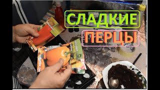 СЛАДКИЕ ПЕРЦЫ посев семян для рассады