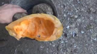 Самодельная электрическая корморезка своими руками для дома
