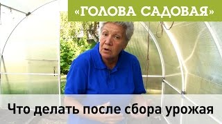 Голова садовая - Что делать после сбора урожая