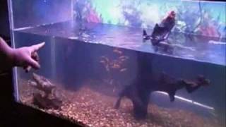 New 125g Snapping Turtle Aquarium