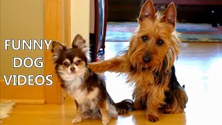 *Try Not To Laugh Challenge* Funny Dogs Compilation - Funniest Dog Videos 2017