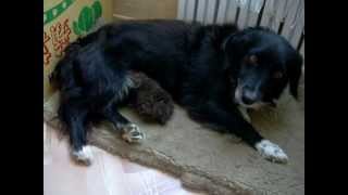 Материнский инстинкт: собака кормит котенка. Dog-mom for kitten