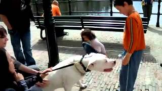 Dogo argentino with children (Den Haag - Holland)