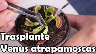 Como trasplantar plantas carnívoras venus atrapamoscas || Dionaea Muscipula || México Verde