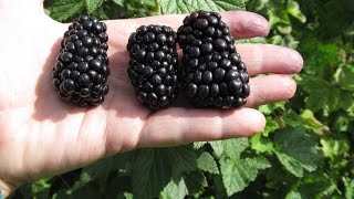 Натчез - самая крупная сладкая ягода бесшипной ежевики