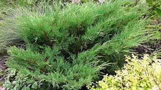 Можжевельник Казацкий/ Размножение_часть 1