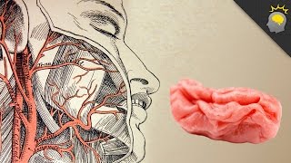 Your Brain on Gum - Science on the Web #105