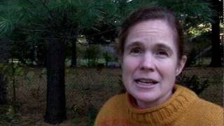 Finding Wild Edible Plants in Cities