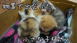 物置で出会った子猫たち　子猫を拾ってみた2017　I picked up a kitten！