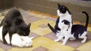 БЕССТЫЖИЕ КОТЫ ПЕРЕХОДЯТ ВСЕ ГРАНИЦЫ СМЕШНЫЕ СОБАКИ и КОШКИ