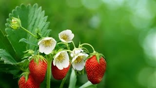 Выращивание клубники. Опыление клубники вручную