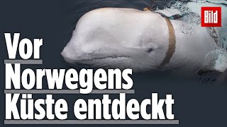 Ist dieser Beluga-Wal ein russischer Spion? | Mysteriöse Entdeckung in Norwegen