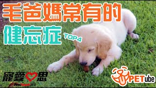 【哈寵PETube】第70集 毛爸媽常有的健忘症