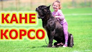 Кане корсо - верный друг и защитник, который всегда рядом