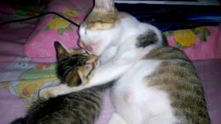 Kasih sayang seekor induk kucing ke anaknya