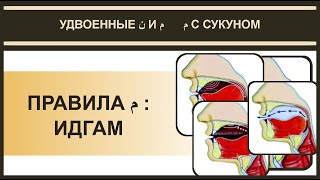 Айман Сувейд. 3. Правило мим с сукуном ИДГАМ (с субтитрами на русском)