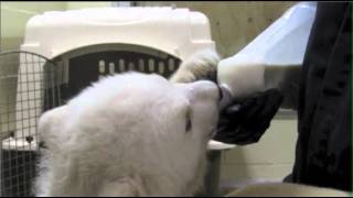 Raw: Meet Kali, Alaska Zoo's Littlest Polar Bear