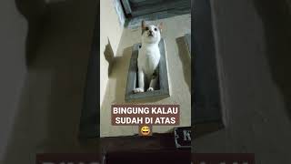 DIA KALAU SUDAH NAIK, JADI LUPA TURUN. AKSI KUCING NAKAL. #Shorts