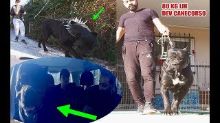80 KG DEV CANECORSO YENİ EVLADIM DAYIYI ALMAYA GİTTİM