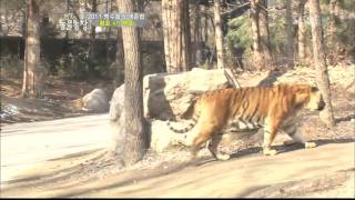 TV동물농장(재,2011-11-24(목))_01