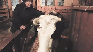 ВСЁ В ОДНОМ! КОРОВНИК,КОЗЛЯТНИК, КУРЯТНИК! МЫ СНОВА В ГОСТЯХ У ГОРОДСКИХ ФЕРМЕРОВ!