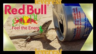 *Neu* Red Bull "EXOTIC" mögliche Werbung