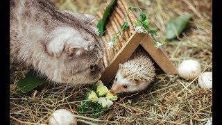 Наши коты дружат с ежом :) Ёжик и Кот в домашних условиях