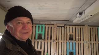 Николаевские голуби. В гостях у голубеводов.