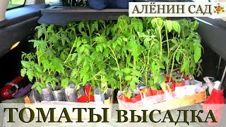 ВЫВОДЫ о сроках посева томатов / ВЫСАДКА рассады томатов в теплицу
