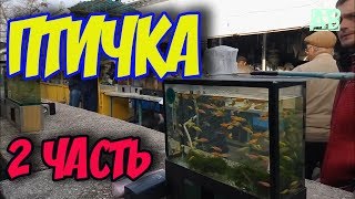 ПТИЧИЙ РЫНОК ХАРЬКОВ НОЯБРЬ 2018! ЦЕНЫ НА РЫБОК, НОМЕРА ПРОДАВЦОВ! ЗООРЫНОК ХАРЬКОВ! 2 ЧАСТЬ