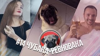 #14 Чубака-ревновака / Мопс и личная жизнь / Pug vs Love