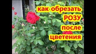 КАК ОБРЕЗАТЬ РОЗЫ ПОСЛЕ ЦВЕТЕНИЯ / ПРАВИЛЬНАЯ ОБРЕЗКА РОЗЫ / РОЗЫ ЛЕТОМ / Органическое земледелие